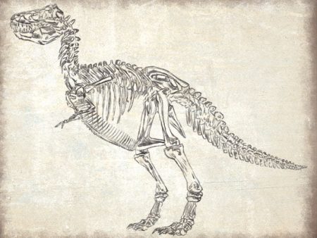 MS136 - T-Rex Skeleton Discount